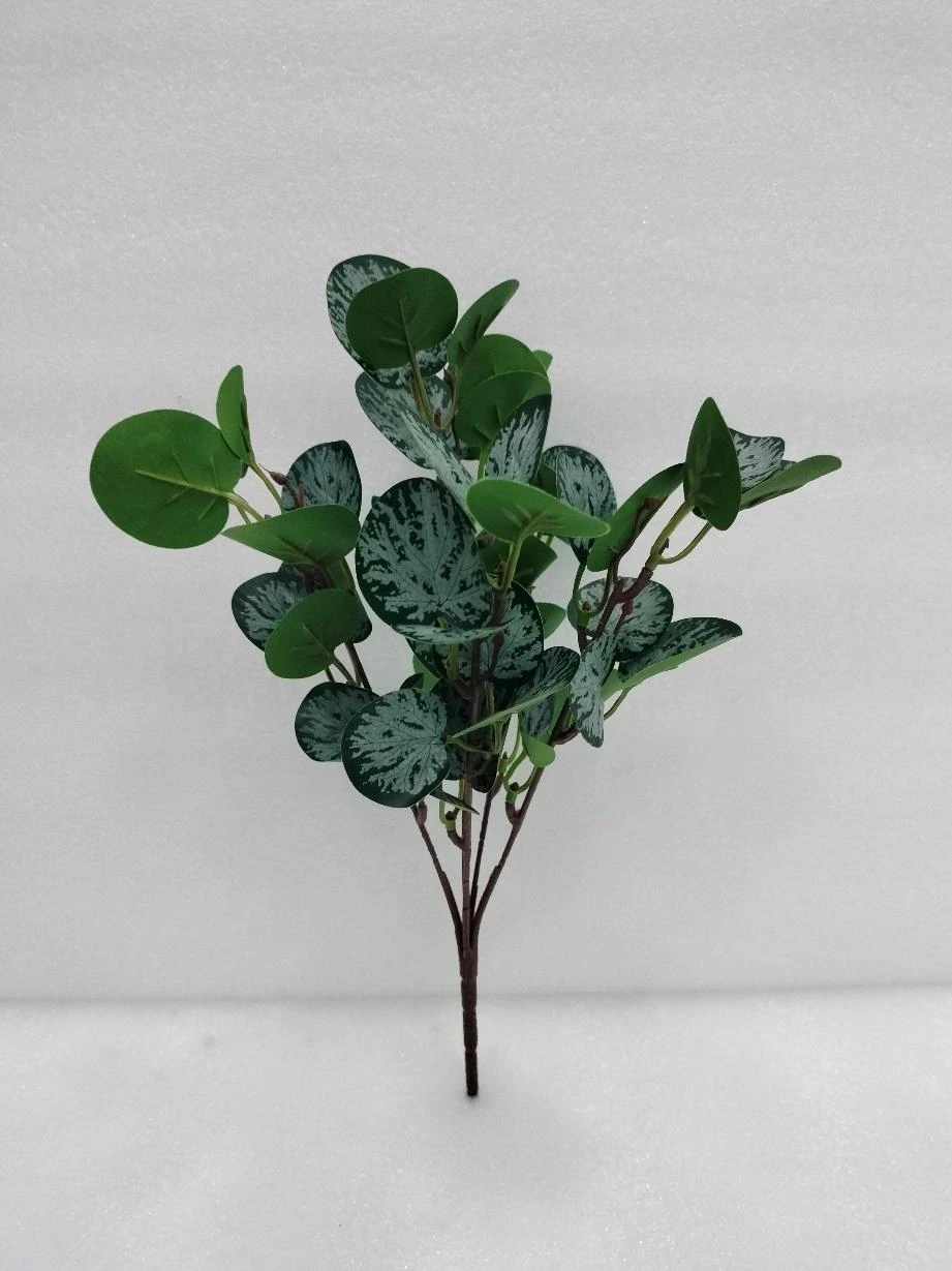 Satin Photos Money Plant Hanging Med